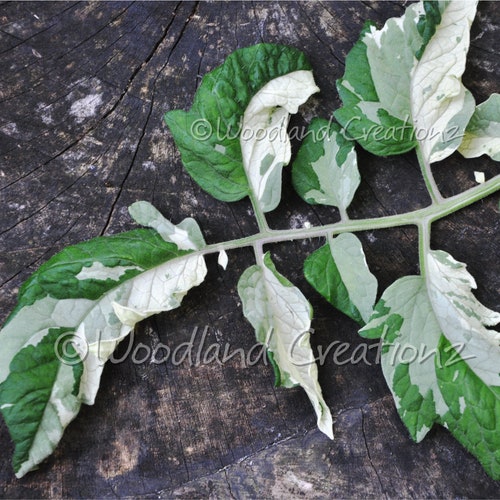 Moonlight Mile Tomato - Variegated Leaves - Variegated Tomato