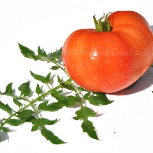 Silvery Fir Tree Tomato Seeds Organic Determinate Open Pollinated Heirloom Rare Carrot Leaf Foliage USA