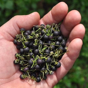 Sunberry - Wonderberry - Rare Fruit - Sweet Berries - Dark Fruits - Solanum retroflexum - Solanum Burbankii