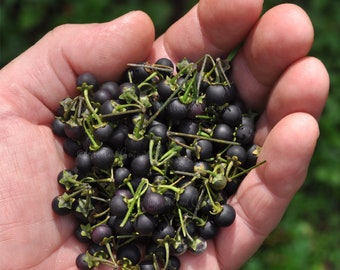 Sunberry - Wonderberry - Rare Fruit - Sweet Berries - Dark Fruits - Solanum retroflexum - Solanum Burbankii