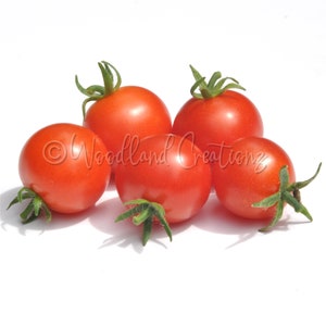 Riding Hood Tomato Seeds - Micro Dwarf Tomato Seeds - Red Cherry Tomato - Heirloom USA