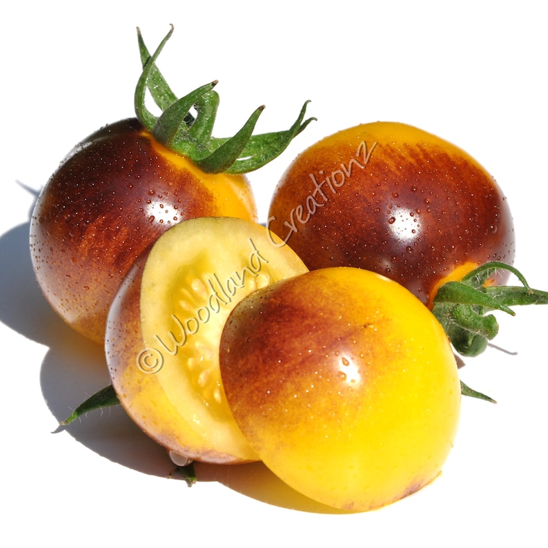 Napa Chardonnay Blush Cherry Tomato Seeds Organic Heirloom Yellow Fruit USA Napa Chardonnay Blush Cherry Tomato Seeds Organic Heirloom Yellow Fruit USA