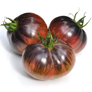 Könnte beinhalten: Drei Erbstücktomaten mit einer Mischung aus dunkelvioletten, roten und grünen Farbtönen. Die Tomaten haben ein gestreiftes Muster und grüne Stiele. Das Bild ist eine Nahaufnahme des frischen Produkts.