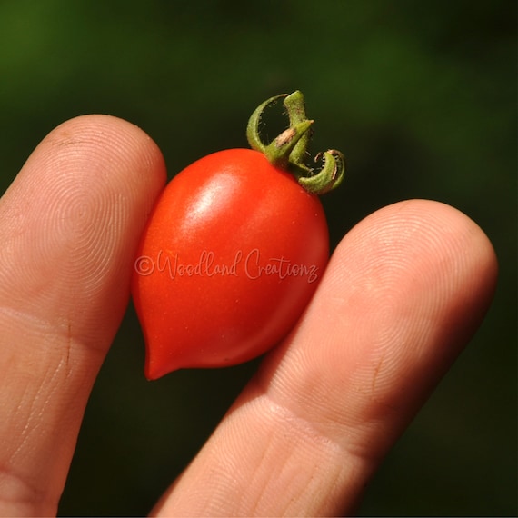 Little Heartbreaker Tomato Seeds: Micro Dwarf Variety