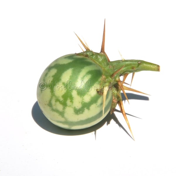 Kantakari Seeds - Medicinal Herb - Kandankathiri - Solanum virginianum - Solanum xanthocarpum - Thorny Nightshade