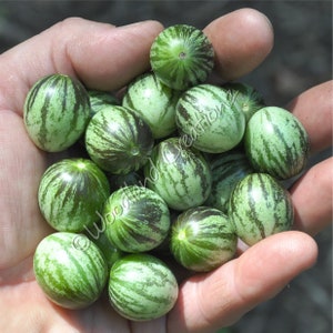 May include: A handful of small, round, green fruits with dark green stripes. The fruits resemble miniature watermelons. The image is a close-up shot, showcasing the texture and color variations of the fruit. The fruits are held in an open hand.