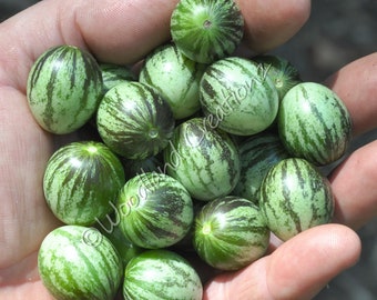 Tzimbalo Melon Pear Seeds - Rare Plant - Rare Fruit - Solanum Caripense