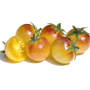 Petite Peach Tomato - Sweet Cherry Tomato - Gold Cherry Tomato - Yellow Cherry Tomato