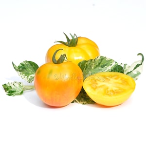 May include: Three yellow and orange tomatoes with green stems and leaves. One tomato is sliced in half, revealing the yellow flesh. The tomatoes are arranged on a white background.
