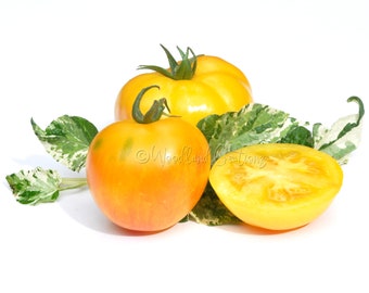 Semillas de tomate arcoíris de Haley: Tomate enano abigarrado (20)