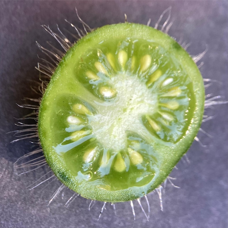 K&ouml;nnte beinhalten: Nahaufnahme einer halbierten gr&uuml;nen Tomate. Das Innere zeigt ein leuchtend gr&uuml;nes Fruchtfleisch mit sichtbaren Samen. Feine Haare erstrecken sich vom &auml;u&szlig;eren Rand. Die Schnittfl&auml;che zeigt die innere Struktur der Tomate. Das Bild hebt die nat&uuml;rliche Textur und Farbe der Frucht hervor.