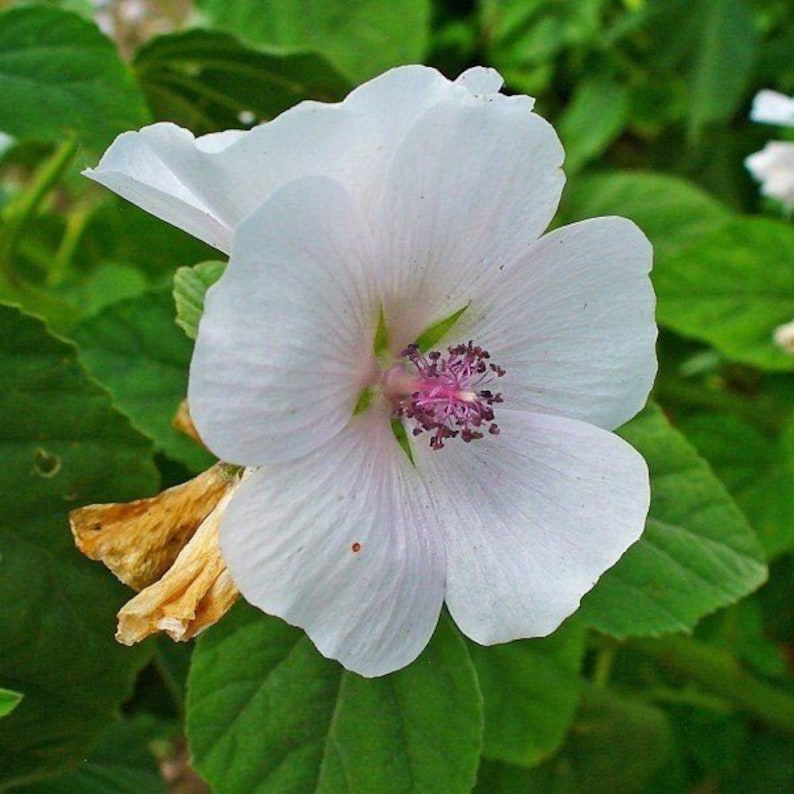 May include: Close-up of a white flower with delicate petals and a soft pink center. The flower's center features a cluster of small, dark pink stamens. Green leaves surround the flower, with a few yellowed leaves visible.