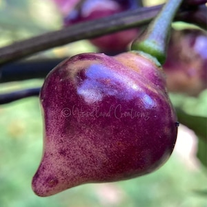 Può includere: Primo piano di un peperone viola dalla forma unica, attaccato a uno stelo verde. Il peperone ha una consistenza macchiata e una lucentezza lucida. Lo sfondo è sfocato, con accenni di fogliame verde e altri peperoni. Il testo "©Woodland Creationsz" è visibile.