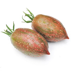 Sweet Tooth Tomato Seeds - Sauce Tomato - Striped Roma - Heirloom Tomato