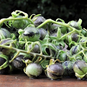 Wild Peruvian Tomato Seeds Rare Beautiful Edible Exotic Solanum Peruvianum image 3