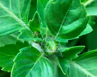 Tulsi Seeds - Holy Basil - Herbal Tea - Bee Pollinator Plant - Ocimum Africanum