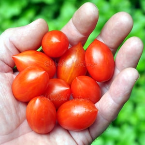 May include: A handful of ripe, red tomatoes in various shapes, including round and oblong varieties. The tomatoes have a vibrant color and are held in an open hand against a blurred green background. Some tomatoes have pointed ends.