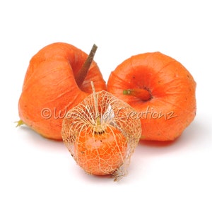 Könnte beinhalten: Drei orangefarbene Lampionfrüchte, zwei mit glatter Oberfläche und eine in einer zarten, spitzenartigen Hülle eingeschlossen. Die Früchte haben eine leuchtende Farbe und sind vor einem weißen Hintergrund platziert. Das Bild zeigt die einzigartige Textur und Form der Pflanze.