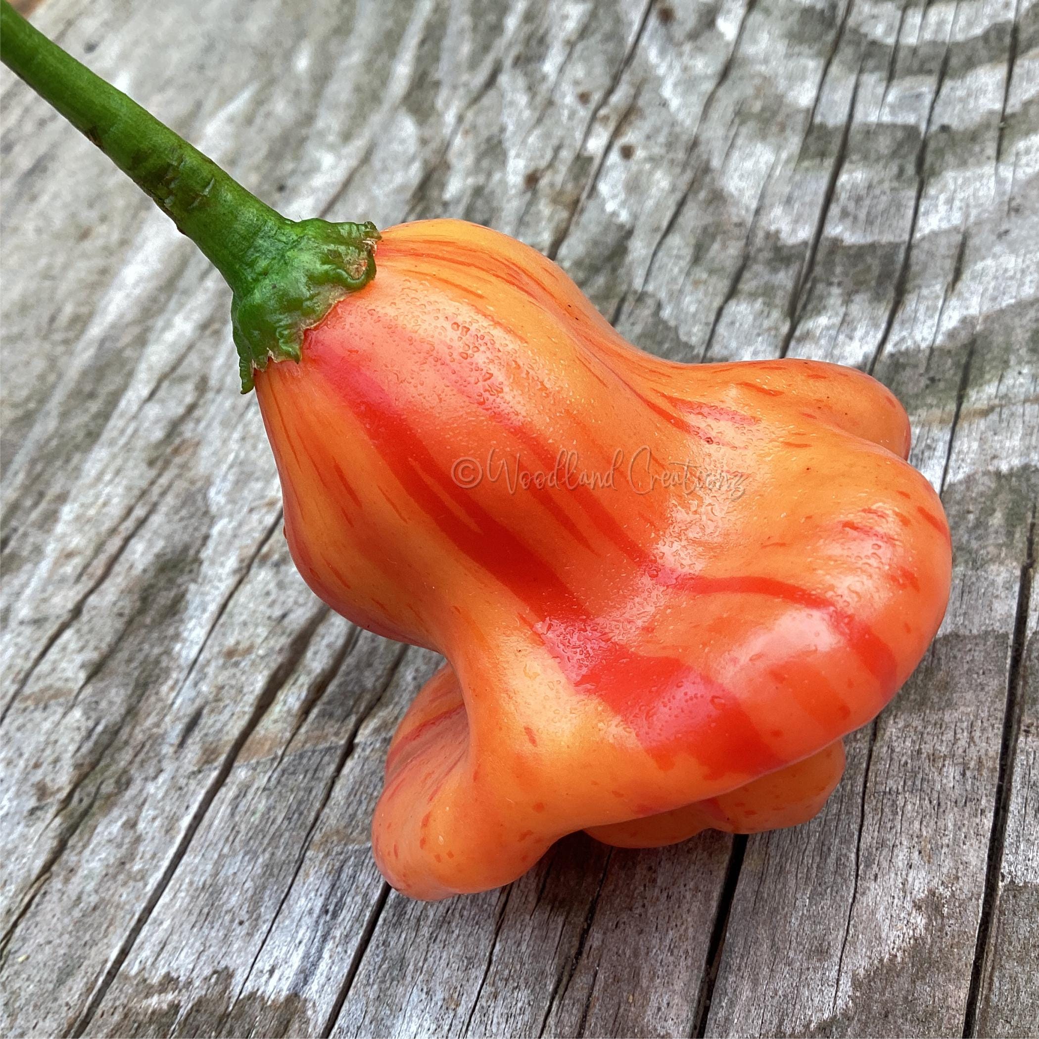 Zebrange Pepper Seeds - Mild Heat Pepper - Rare Capsicum Baccatum