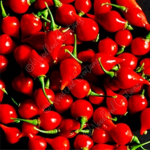 Red Biquinho Pepper Seeds: Brazilian Sweety Drop, Little Beak