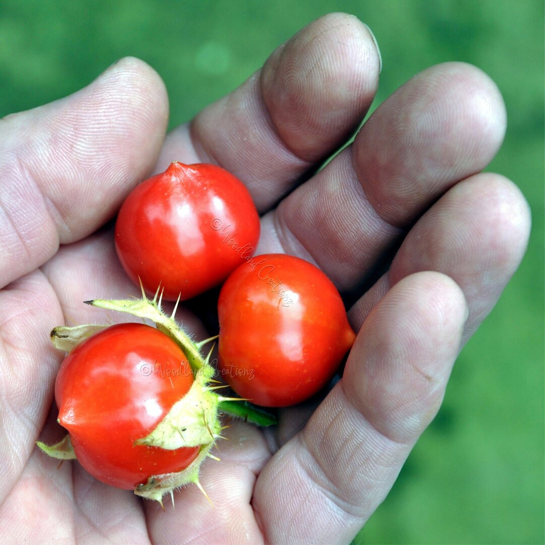 Litschi-Tomate Samen, Morelle De Balbis, Solanum Sisymbriifolium – ACME