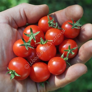 Pinocchio Tomato Seeds - Micro Dwarf Tomato - Red CherryTomato - Heirloom USA