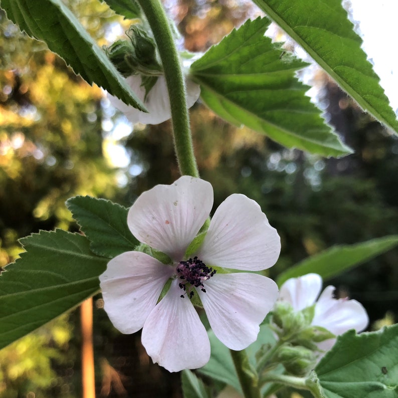 May include: Close-up of a delicate, pale pink flower with five petals and a dark purple center. The flower is surrounded by green leaves and a green stem. The background is blurred, with hints of sunlight and foliage.