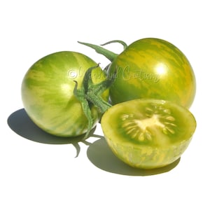 以下が含まれることがあります： 緑と黄色の縞模様のトマトが3つ。そのうち1つは半分にカットされ、内部が見えています。トマトには緑色の茎があり、白い背景に置かれています。画像は明るく、新鮮な農産物を際立たせています。