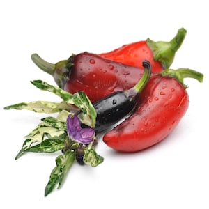Count Mattcula Pepper Seeds - Jalapeno Pepper Seeds - Variegated Jalapeno - Hot Pepper Seeds