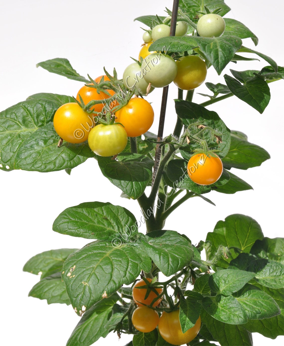 Orange Hat Tomato Seeds Micro Dwarf Tomato Plants Etsy