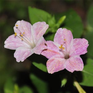 Four O&#39;Clock Seeds - Bicolor Flowers Mix - Scented Flowers - Moon Garden - Night Flowers - Mirabilis jalapa - 4 Oclock Flowers