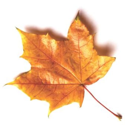 Pomodoro Tondo "Crimson Crush F1" - Vendita Piante Online - Foto 8