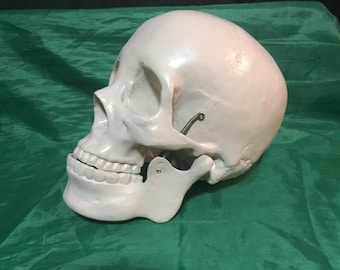 Solid Plastic Skull prop Haunt Horror Halloween decor