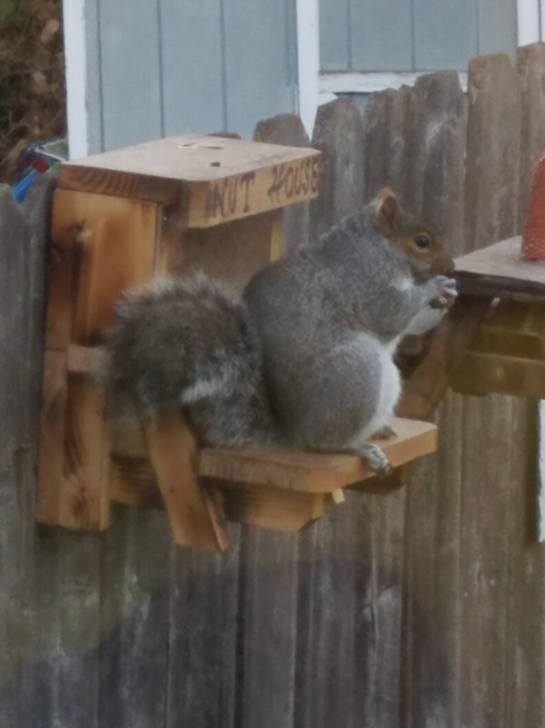 The Original Squirrel Nut House Feeder Etsy