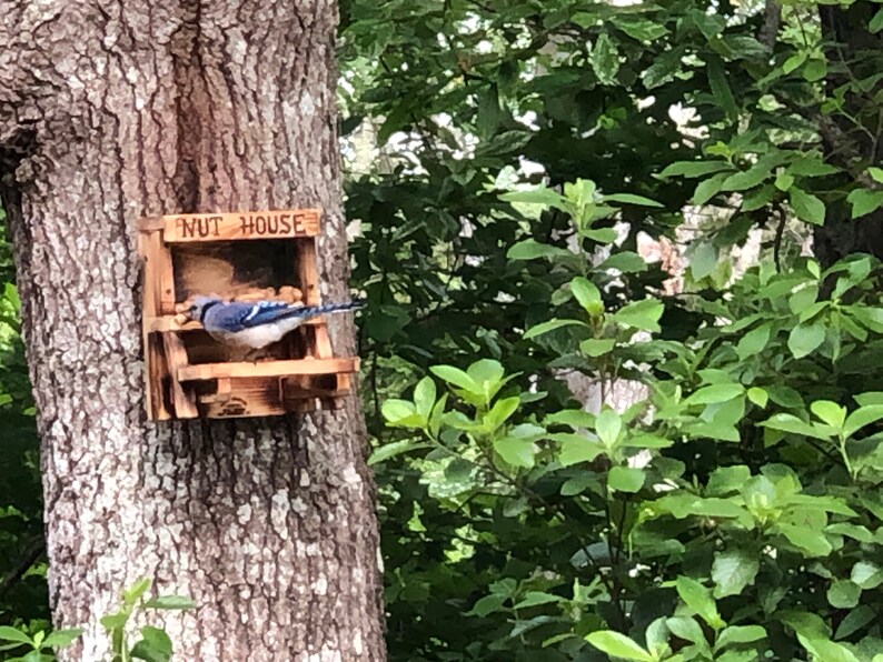 The Original Squirrel Nut House Feeder Etsy