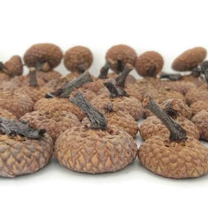 Acorn Caps - Natural Large Real Oak Acorn Caps - Jumbo Extra Large Acorn Caps - Felt Acorns - Deep Acorn Caps - Gnome Hats