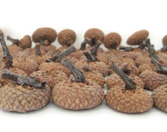 Acorn Caps - Natural Large Real Oak Acorn Caps - Jumbo Extra Large Acorn Caps - Felt Acorns - Deep Acorn Caps - Gnome Hats