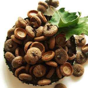 50 Acorn Caps - Natural Oak Tree Acorn Hats - XL Deep Acorn Caps - Woodland Felt Acorns DIY