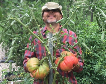 Giant Domingo Heirloom Tomato Seeds from 3 lb. 11 oz. Fruit