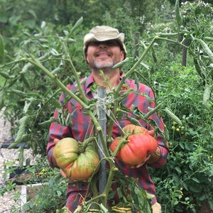 Giant Domingo Heirloom Tomato Seeds from 3 lb. 11 oz. Fruit