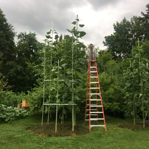 Giant Sunflower Seeds From 20 Foot Tall Mother Plant