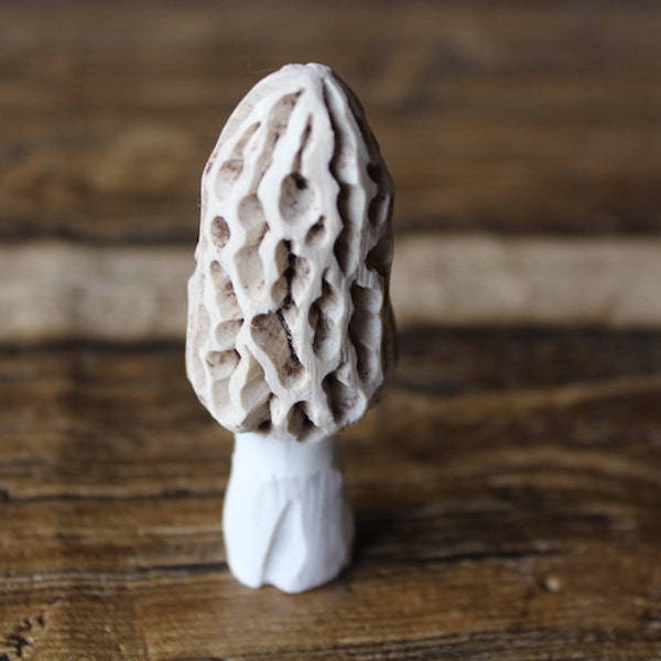 1 Morchel-Pilz für Landschaft & Garten. 3cm groß.  Große Kerne, wetterfest und ewig haltbar!