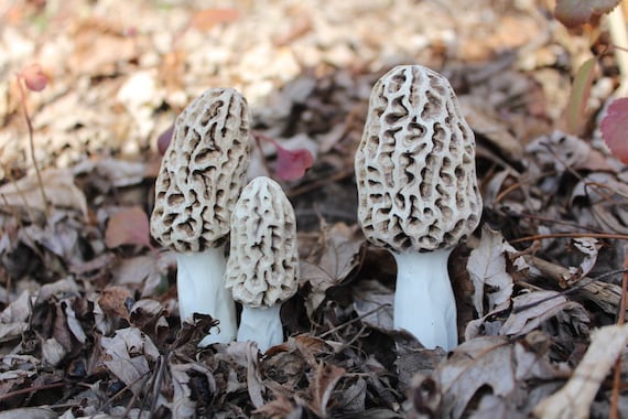 Handmade Mini Morel Mushroom Vessels