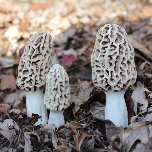 3 Morcheln für Landschaft & Garten. 1 kleine/1 mittel/1 große (8 bis 11 cm) Echt aussehende Morcheln, wetterfest und für immer!