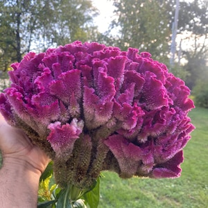 Giant Red Cockscomb Celosia Cristata Flower Seeds