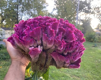 Giant Red Cockscomb Celosia Cristata Flower Seeds