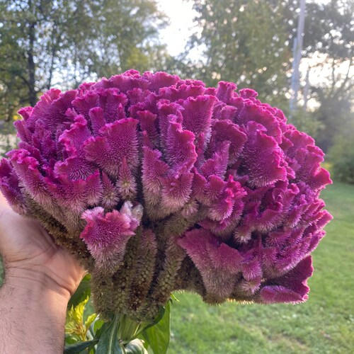 Cockscomb Celosia Argentea var. Cristata Red Wine Plumosa Feather