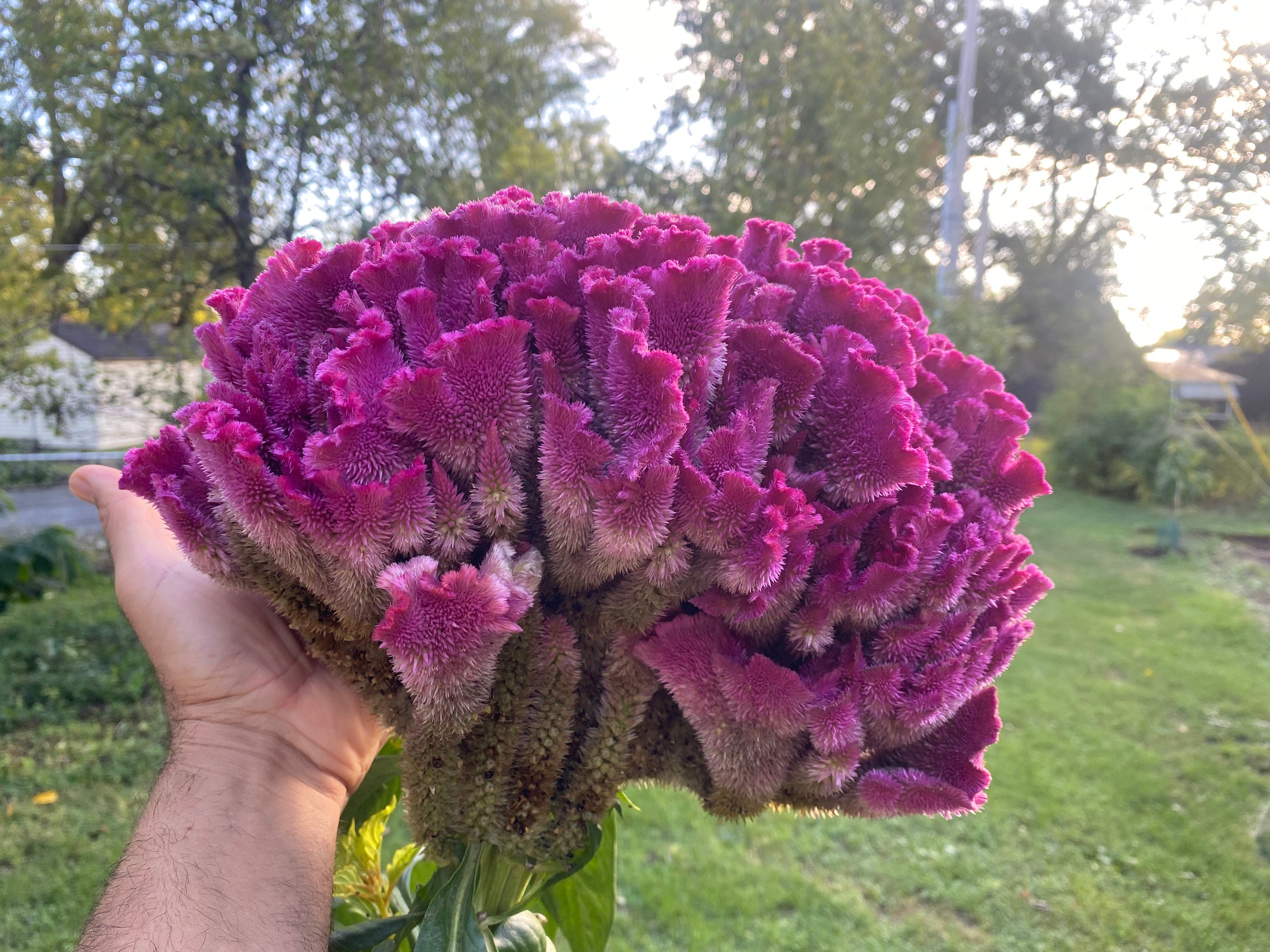 Giant Red Cockscomb Celosia Cristata Flower Seeds