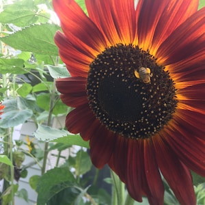 Velvet Queen Sunflower Seeds