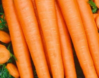 Tender Sweet Carrot Seeds